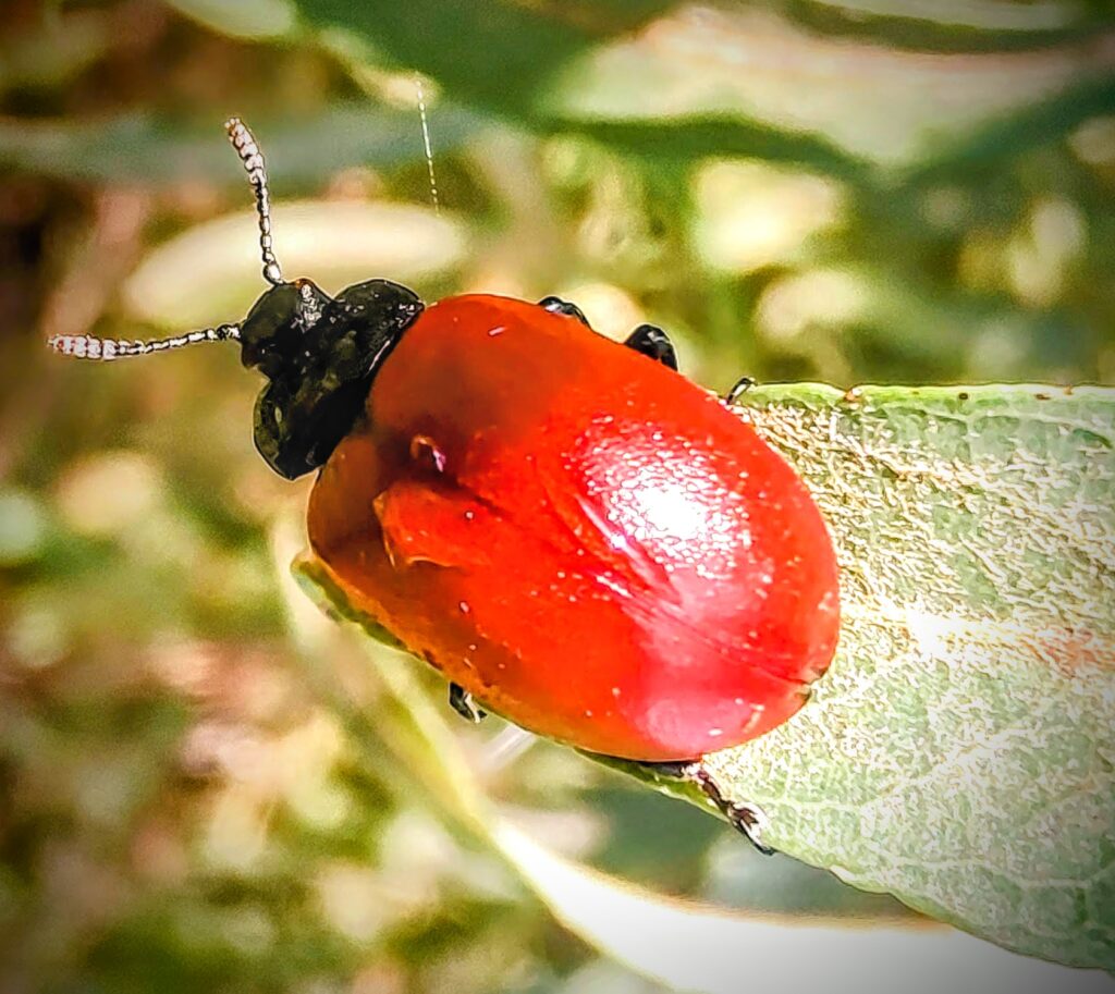 La cosa più importante  By La Coccinella Scuola dell'Infanzia